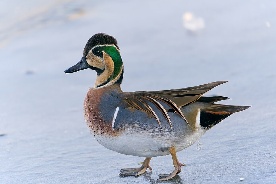 Baikal teal
