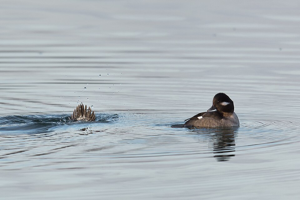 Bufflehead