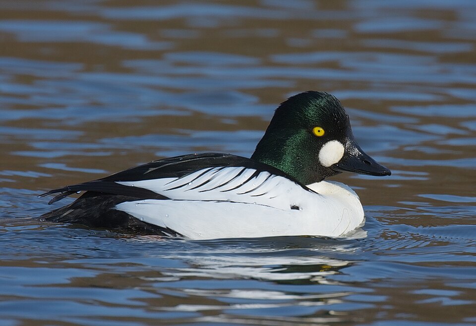 Common goldeneye
