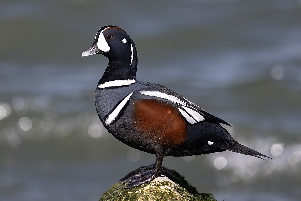Harlequin duck