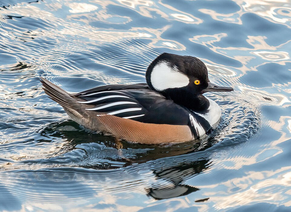 Hooded merganser