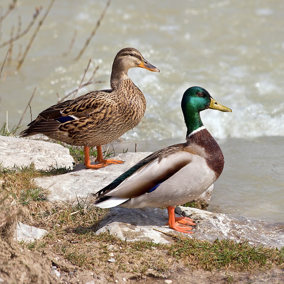 A mallard drake