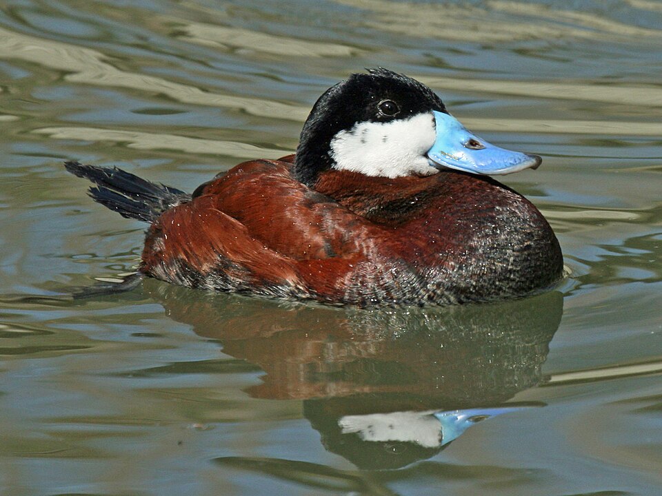 Ruddy duck