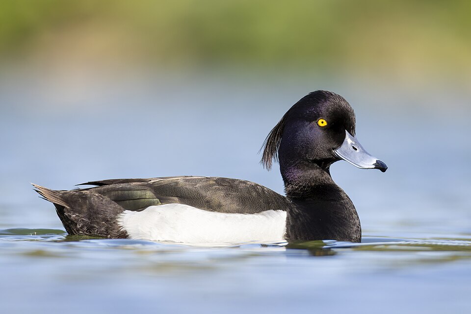 Tufted duck