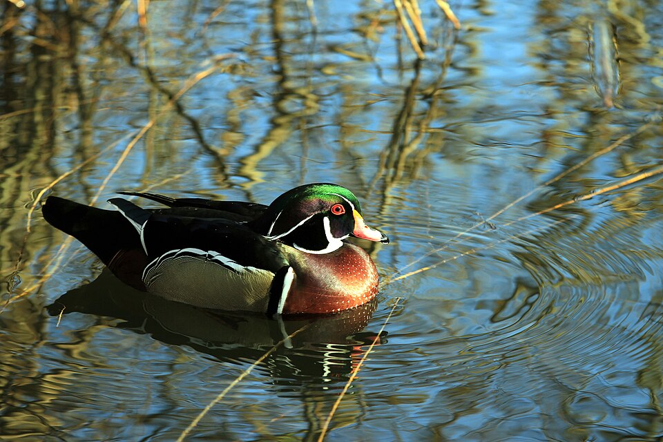Wood duck